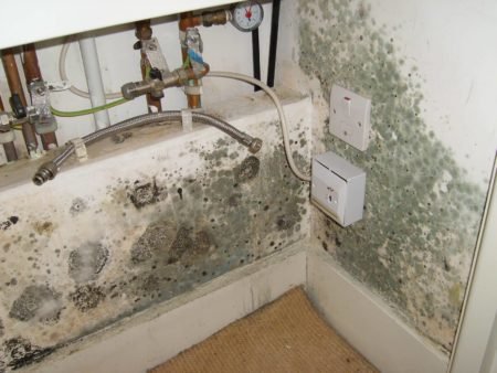 mold on walls found after safety inspection