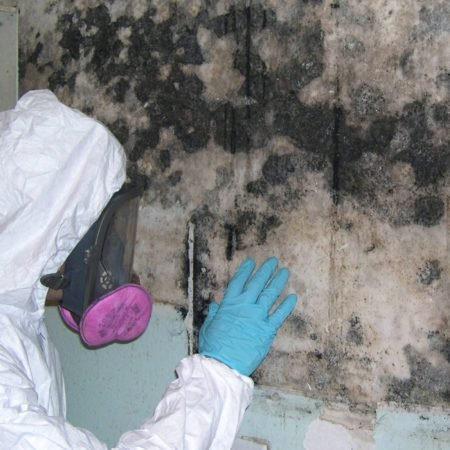 a mold removal expert inspects mold