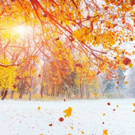 October mountain beech forest with first winter snow.