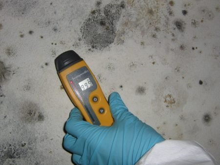 inspection of mold growth on a surface